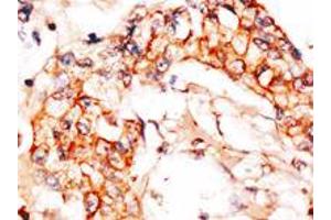 Image no. 3 for anti-NEDD8 Activating Enzyme E1 Subunit 1 (NAE1) (AA 430-459), (C-Term) antibody (ABIN391418)