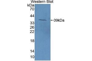 ECF anticorps  (AA 24-100)