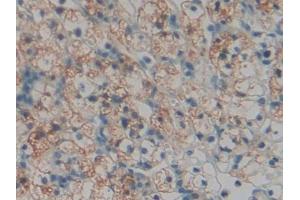 Image no. 3 for anti-Torsin A Interacting Protein 2 (TOR1AIP2) (AA 249-476) antibody (ABIN1860832)