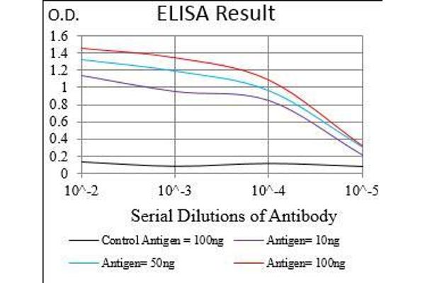 EIF2A anticorps  (AA 448-576)