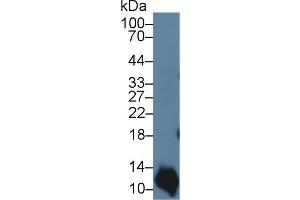 Image no. 1 for anti-S100 Calcium Binding Protein A2 (S100A2) (AA 1-97) antibody (ABIN5014287)