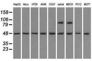Image no. 3 for anti-LEM Domain Containing 3 (LEMD3) antibody (ABIN1499118)
