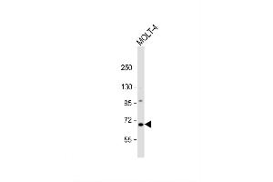 Image no. 2 for anti-Nei Endonuclease VIII-Like 3 (NEIL3) (AA 292-320) antibody (ABIN1881574)