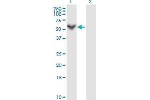 Perforin 1 antibody  (AA 461-555)