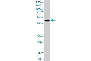 MKNK2 antibody  (AA 1-158)