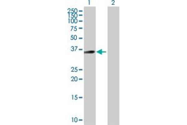 C18orf1 antibody  (AA 1-306)