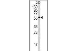 BTBD1 Antikörper  (AA 295-322)