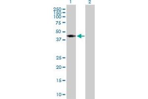 Image no. 3 for anti-Adenosylhomocysteinase (AHCY) (AA 1-432) antibody (ABIN513193)