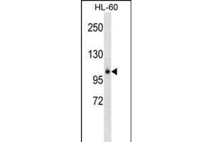GPLD1 Antibody (Center) (ABIN1538232 and ABIN2848585) western blot analysis in HL-60 cell line lysates (35 μg/lane).