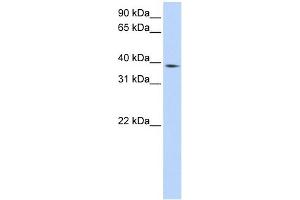 Image no. 1 for anti-Neutrophil Cytosolic Factor 4, 40kDa (NCF4) (Middle Region) antibody (ABIN634326)
