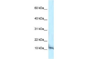 Image no. 1 for anti-Pterin-4 alpha-Carbinolamine Dehydratase/dimerization Cofactor of Hepatocyte Nuclear Factor 1 alpha (PCBD1) (C-Term) antibody (ABIN2779651)