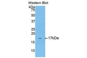 Image no. 1 for anti-Annexin A3 (ANXA3) (AA 19-154) antibody (ABIN1176350)