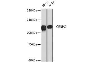 Western blot analysis of extracts of various cell lines, using CENPC Rabbit mAb (ABIN7266273) at 1:1000 dilution.