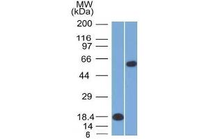 Image no. 6 for anti-POU domain, class 2, transcription factor 2 (POU2F2) (AA 112-297) antibody (ABIN6940359)