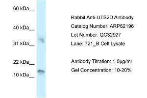 Image no. 1 for anti-Urotensin 2B (UTS2B) (C-Term) antibody (ABIN2789058)