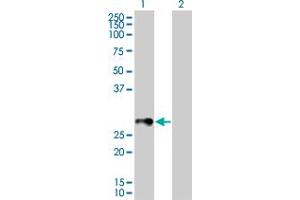 Western Blot analysis of RAB33B expression in transfected 293T cell line by RAB33B MaxPab polyclonal antibody.