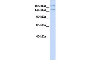 IFT140 Antikörper  (N-Term)
