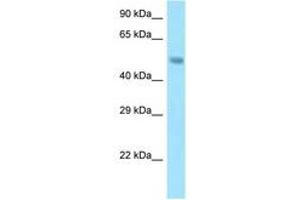 Image no. 1 for anti-Sorting Nexin 5 (SNX5) (AA 31-80) antibody (ABIN6748214)