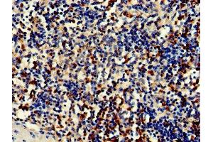 CDA antibody  (AA 1-146)