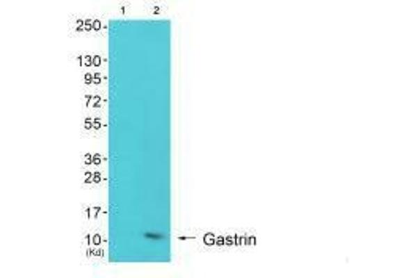 Gastrin 抗体