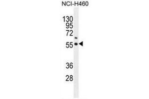 Image no. 1 for anti-Coenzyme Q6, Monooxygenase (COQ6) (AA 61-91), (N-Term) antibody (ABIN951665)