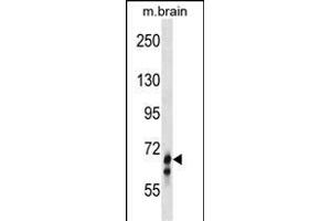 GLB1L Antibody (N-term) (ABIN1539000 and ABIN2849961) western blot analysis in mouse brain tissue lysates (35 μg/lane).