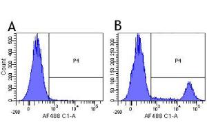 Flow Cytometry (FACS) image for anti-MS4A1 (Rituximab Biosimilar) antibody (ABIN5668183)