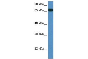 Image no. 1 for anti-Mbt Domain Containing 1 (MBTD1) (Middle Region) antibody (ABIN2784252)