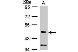 Image no. 3 for anti-Phosphatidylinositol 3-kinase regulatory subunit gamma (PIK3R3) (Center) antibody (ABIN2856538)