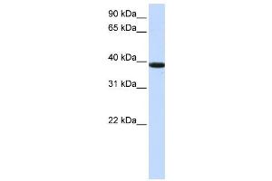 Image no. 1 for anti-Kelch Domain Containing 8B (KLHDC8B) antibody (ABIN2459197)