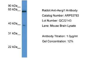 Image no. 2 for anti-Asparaginase Like 1 (ASRGL1) (C-Term) antibody (ABIN2785576)