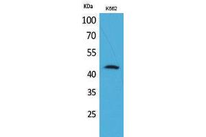 Image no. 1 for anti-CD48 (CD48) (Internal Region) antibody (ABIN3187777)