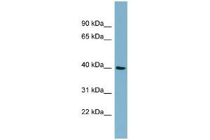 Image no. 1 for anti-Moloney Sarcoma Oncogene (MOS) (Middle Region) antibody (ABIN634201)