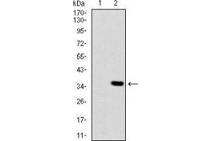 Image no. 4 for anti-Melanoma Associated Chondroitin Sulfate Proteoglycan (MCSP) (AA 2247-2308) antibody (ABIN1724837)