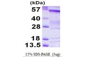 Image no. 1 for BAI1-Associated Protein 2 (BAIAP2) (AA 1-522) protein (His tag) (ABIN667653)