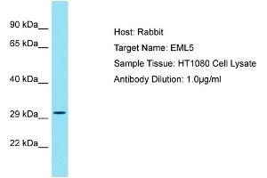 EML5 抗体  (Middle Region)