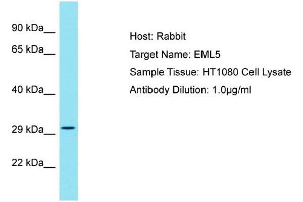 anti-Echinoderm Microtubule Associated Protein Like 5 (EML5) (Middle Region) antibody