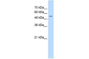 FJX1 Antikörper  (N-Term)