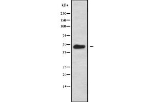 Image no. 1 for anti-G Protein-Coupled Receptor, Family C, Group 5, Member C (GPRC5C) antibody (ABIN6262062)