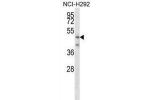 TMPRSS5 Antibody (N-term) western blot analysis in NCI-H292 cell line lysates (35 µg/lane).
