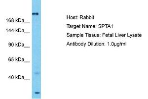 Image no. 1 for anti-Spectrin alpha 1, Erythrocytic (SPTA1) (N-Term) antibody (ABIN2792075)