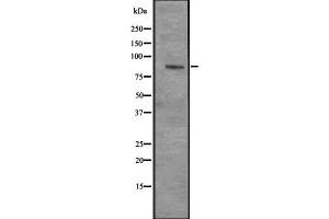 Image no. 1 for anti-Centromere Protein I (CENPI) (Internal Region) antibody (ABIN6258411)