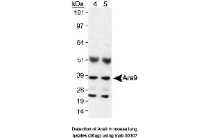 Image no. 1 for anti-Aryl Hydrocarbon Receptor Interacting Protein (AIP) antibody (ABIN363261)