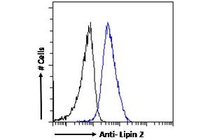 Image no. 1 for anti-Lipin 2 (LPIN2) (C-Term) antibody (ABIN185361)