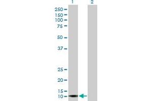 Western Blot analysis of APOL4 expression in transfected 293T cell line by APOL4 MaxPab polyclonal antibody.