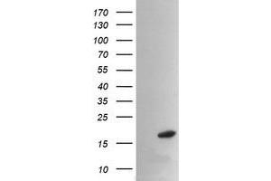 Image no. 2 for anti-Peptidylprolyl Isomerase (Cyclophilin)-Like 3 (PPIL3) antibody (ABIN1500365)