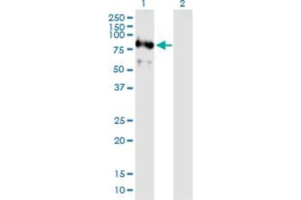 RNF220 Antikörper  (AA 1-566)