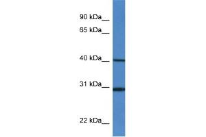 Image no. 1 for anti-Histocompatibility 13 (H13) (Middle Region) antibody (ABIN2783988)