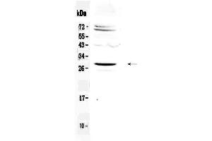 Image no. 1 for anti-SIX Homeobox 6 (SIX6) (AA 188-246) antibody (ABIN5518956)