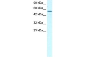Image no. 1 for anti-Early B-Cell Factor 3 (EBF3) antibody (ABIN2460289)
